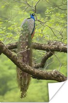 Pauw rust in een boom Poster 120x180 cm - Foto print op Poster (wanddecoratie woonkamer / slaapkamer) / Vogels Poster XXL / Groot formaat!