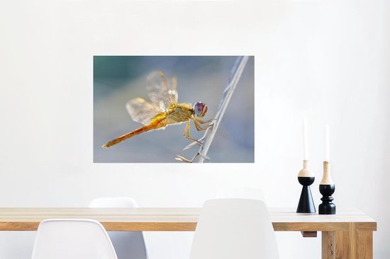 Poster Libelle aan een spriet in Camargue - 60x40 cm