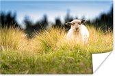 Poster Agneau entre les hautes herbes 120x80 cm - Tirage photo sur Poster (décoration murale salon / chambre) / Poster Animaux de la ferme