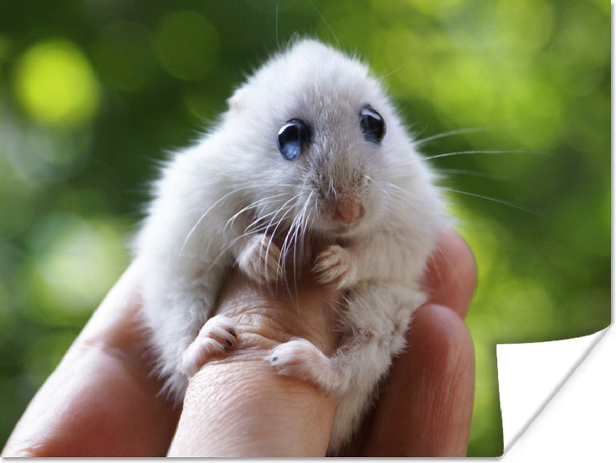 persoon teugels Populair Poster Hamster met grote ogen die zich stevig vasthoud - 80x60 cm | bol.com
