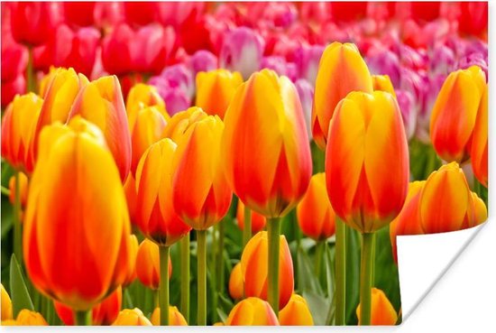 Poster - Oranje tulpen in de Keukenhof in Nederland