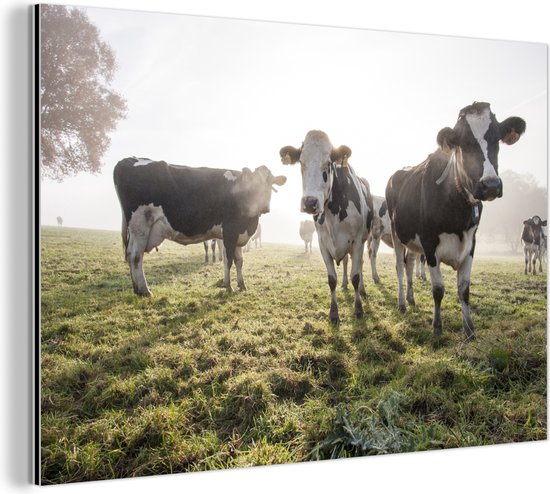 Un matin brumeux avec les vaches frisonnes au pâturage Aluminium 120x80 cm - Tirage photo sur aluminium (décoration murale métal)