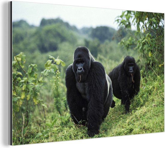 Twee zwart gekleurde Gorilla's in een groene omgeving Aluminium 90x60 cm - Foto print op Aluminium (metaal wanddecoratie)