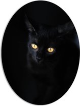 WallClassics - PVC Schuimplaat Ovaal - Zwarte Kat in het Donker - 72x96 cm Foto op Ovaal  (Met Ophangsysteem)