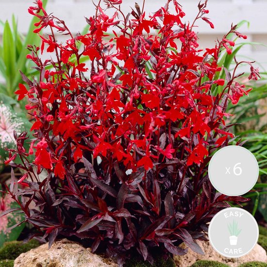 6x Lobelia 'Queen Victoria' – Kardinaalsbloem – Onderhoudsvriendelijk – Zone 1/2 – ⌀9cm - 15-25 cm