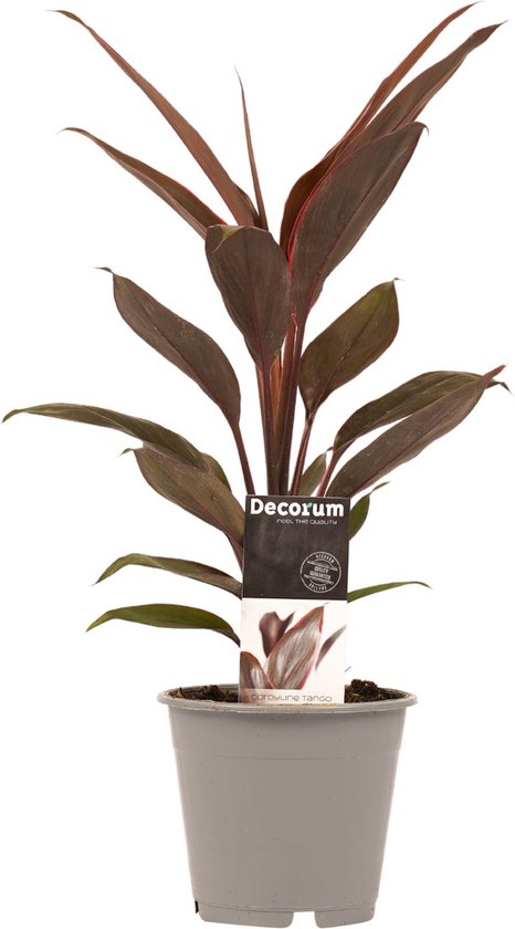 Cordyline Tango - Faux Palmier Épinard Hawaïen | Plante d'Intérieur de 30 à 40 cm pot inclus