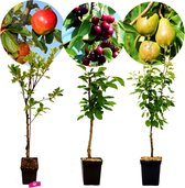 Set van 3 fruitbomen – 1 Appel, 1 Peer, 1 Kers – Hoogte +100cm – 5 Liter pot – Mix A