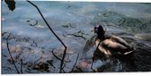 WallClassics - Dibond - Eendje Zwemmend in het Water - 100x50 cm Foto op Aluminium (Met Ophangsysteem)
