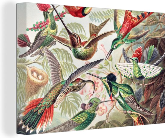 Toile - Colibri - Vogels - Nature - Coloré - Décoration murale - Peinture sur Toile - Peintures Salon - Ernst Haeckel - 30x20 cm