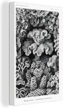 Canvas - Koraal - Zwart-Wit - Oude meesters - Wanddecoratie - Ernst Haeckel - Canvas schilderij - Canvas schildersdoek - Schilderijen woonkamer - 40x60 cm