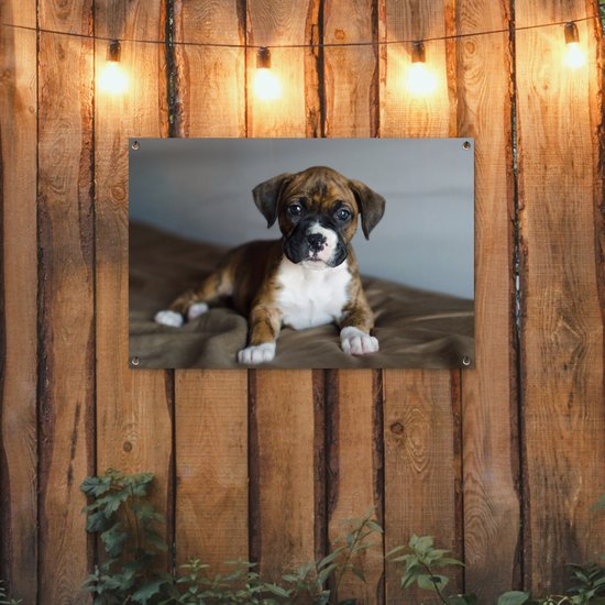 Affiche de jardin chiot Boxer couché sur un kussen 90x60 cm - Toile de jardin / Toile d'extérieur / Peintures pour l'extérieur (décoration de jardin)
