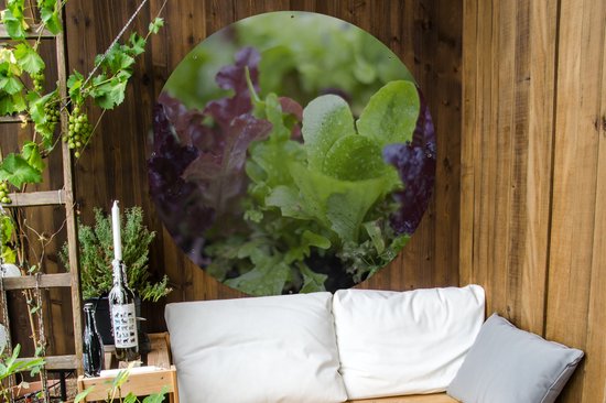 Cercle de jardin Gros plan de jeunes laitues vertes et violettes - 120x120 cm - Poster de jardin - XXL