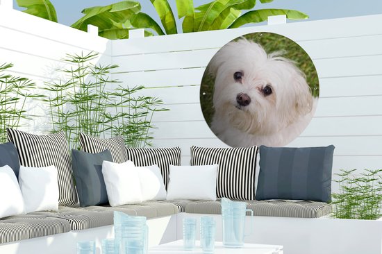 Affiche de jardin ronde représentant un chien maltais blanc sur un mur de jardin blanc, à côté d'un coin salon avec coussins.