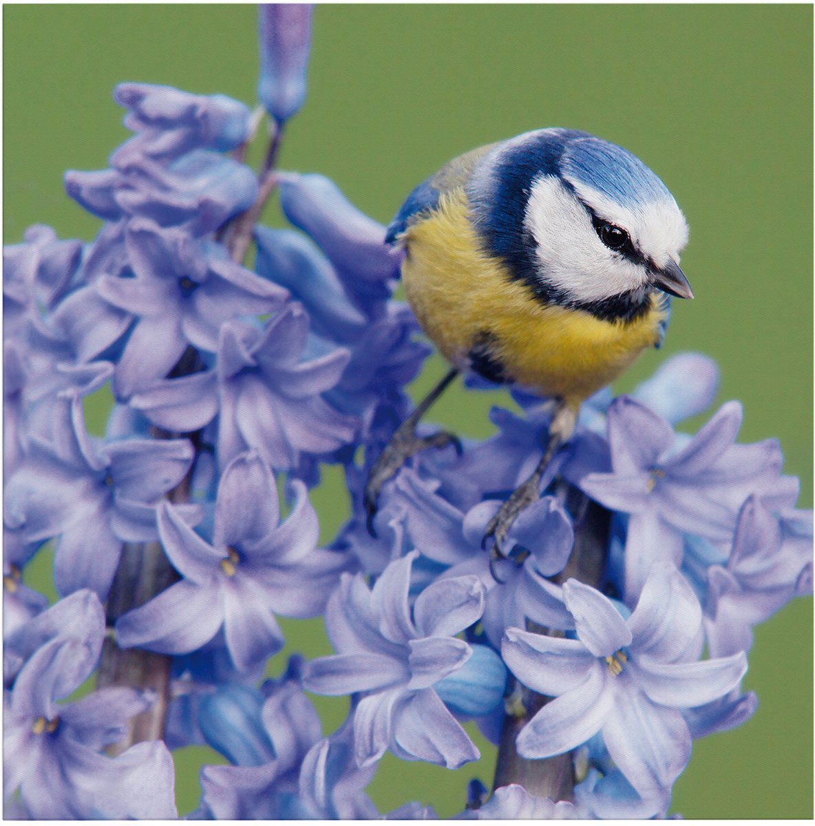 Art for the Home Buitencanvas Vogel op een bloem