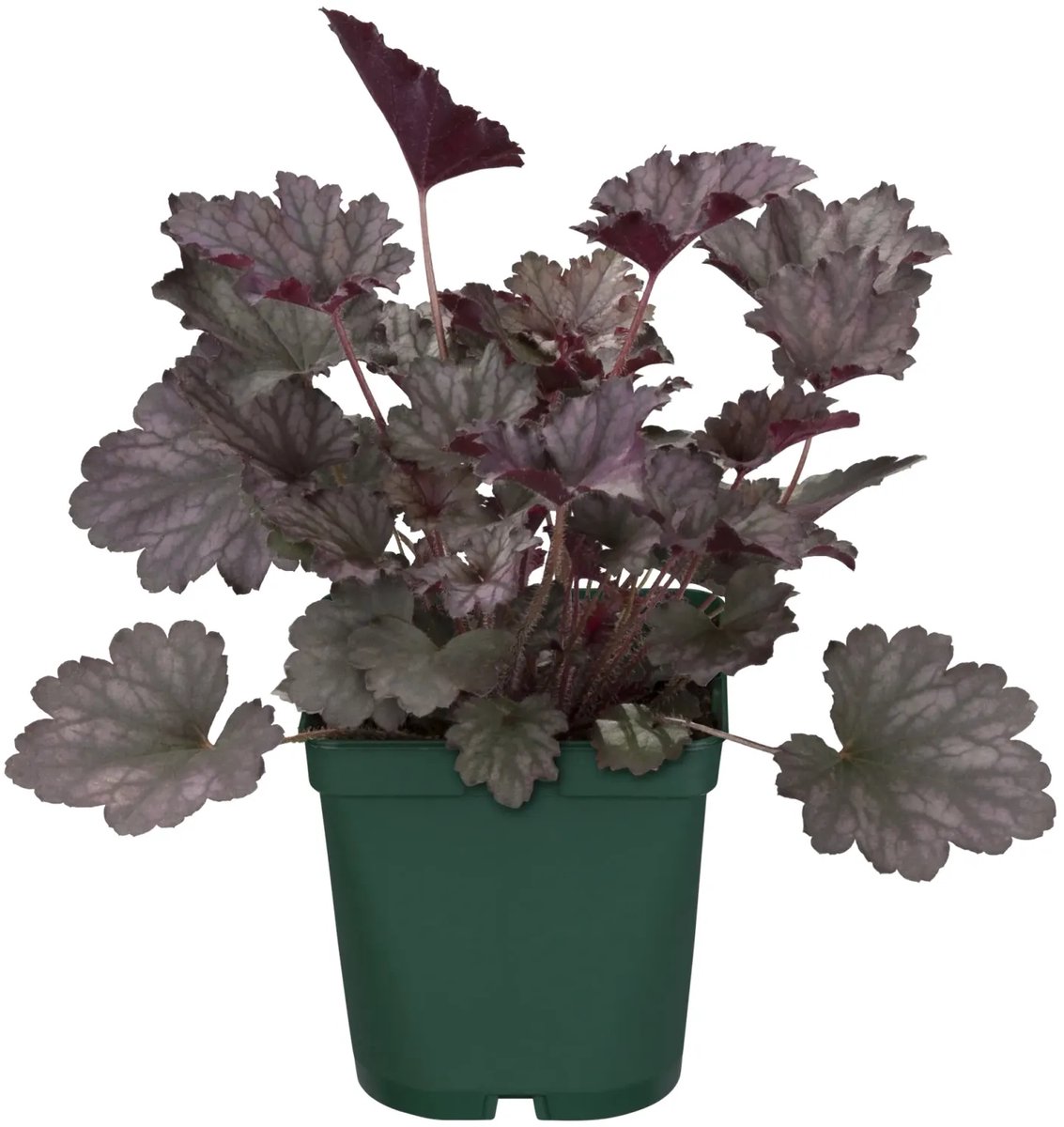 JUNAVERA Heuchera micrantha 'Palace Purple' (Purperklokje) | 35 cm hoog | In 13 cm pot | Sterke vaste plant met purper blad