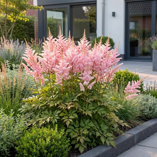 Een volwassen pluimspirea met zachtroze bloempluimen en groene bladeren in een aangelegde tuin.