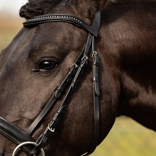 Donkerbruin paard met zwart, met strass versierd hoofdstel.