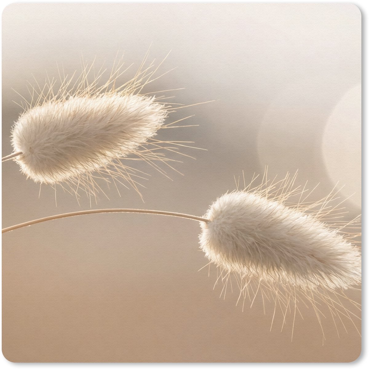 Muismat 20x20 cm - Mousepad Hazestaartgras - Graanharen - Zonlicht - Muismatten