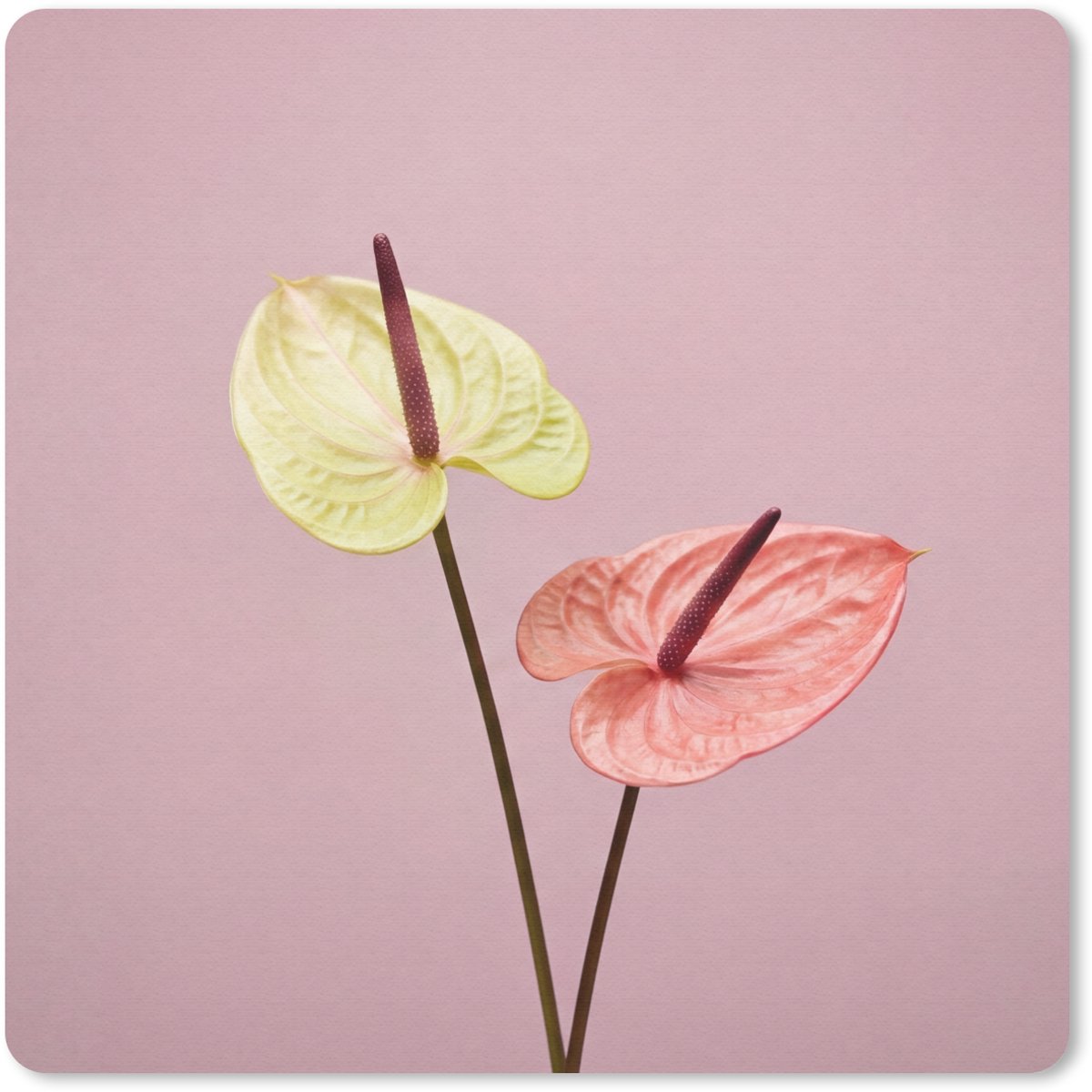 Muismat 20x20 cm - Mousepad Bloemen - Anthuriums - Geel - Roze - Muismatten