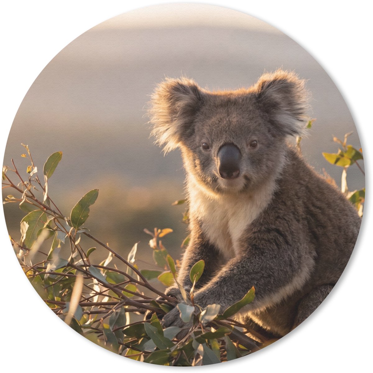 Muismat rond 30x30 cm - Mousepad Koala - Bladeren - Ochtendlicht - Ronde muismatten