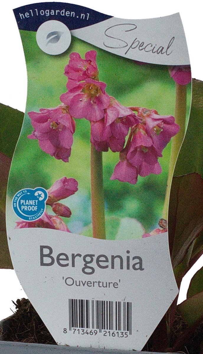 Griffioen - Bergenia 'Ouverture'