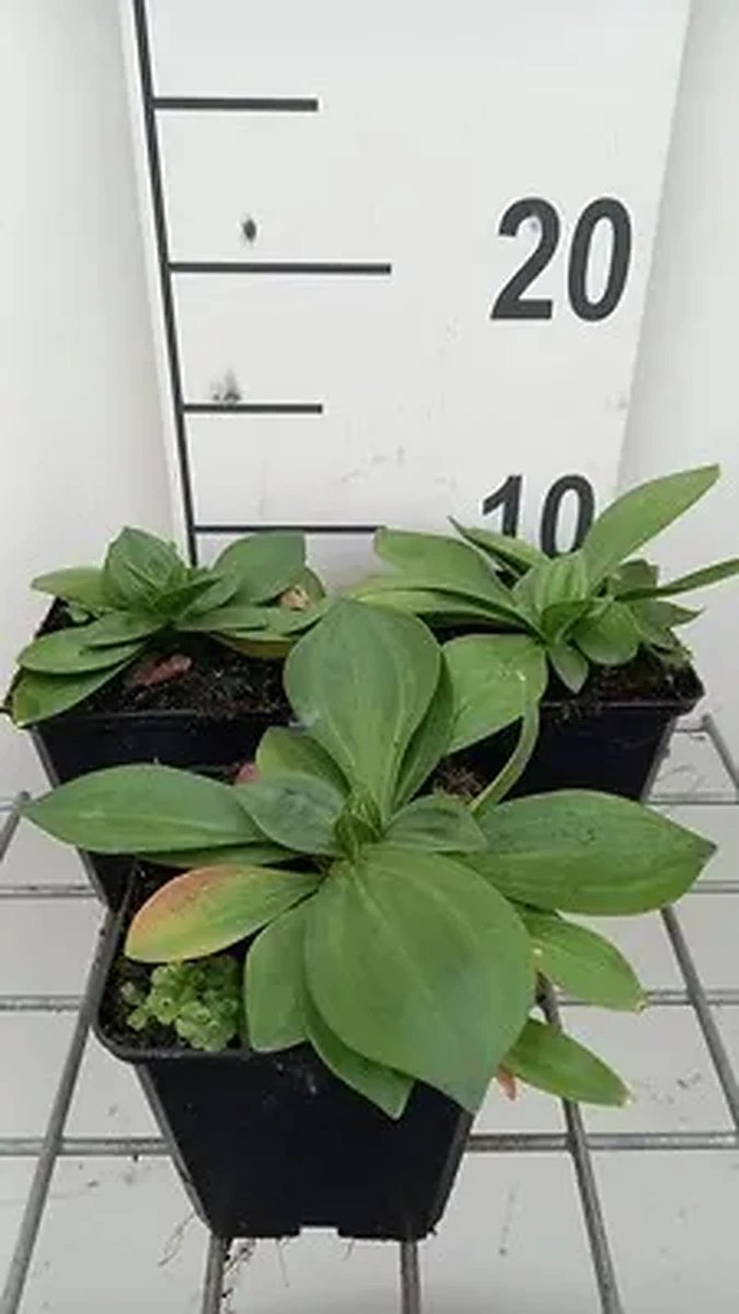 6x Ooievaarsbek - Gentiana lutea | 9x9 cm pot