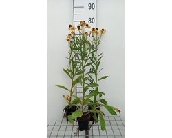 6x Zonnekruid - Helenuim hybr. 'Wesergold' | 9x9 cm pot