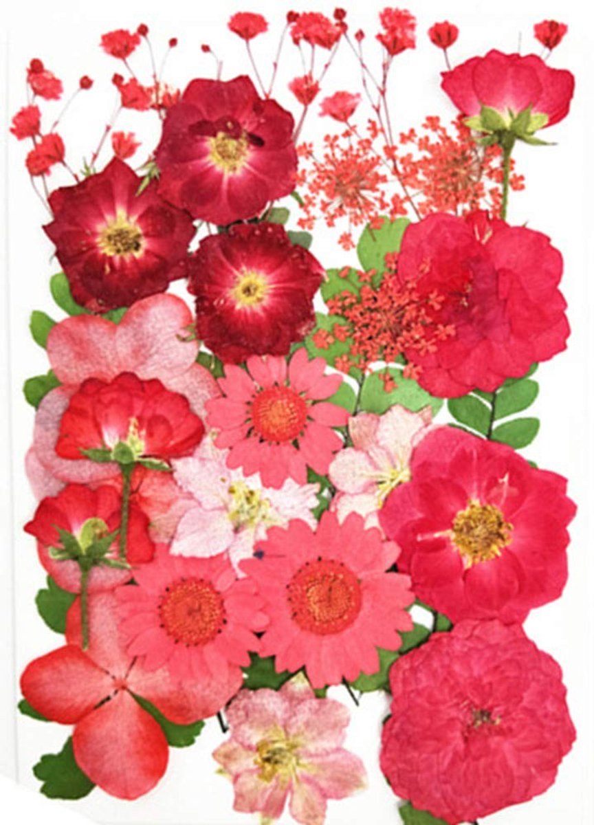Allecto - Gedroogde Persbloemen - DIY Decoratie - Natuurlijke Bloemen - Rood - Creatieve Knutselprojecten - Geschikt voor Scrapbooking en Kaarsen