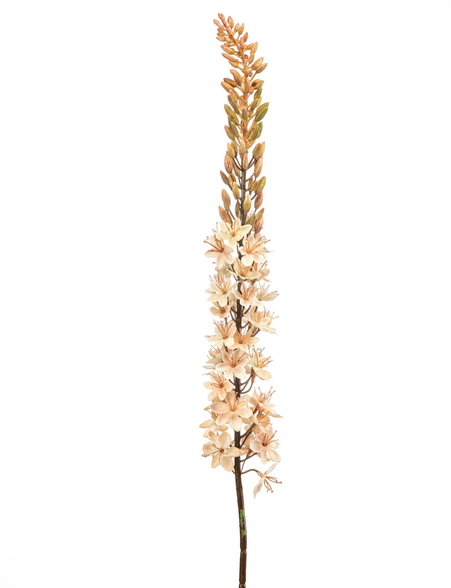 Eremurus Kunsttak - Beige - Levensecht & Onderhoudsvrij