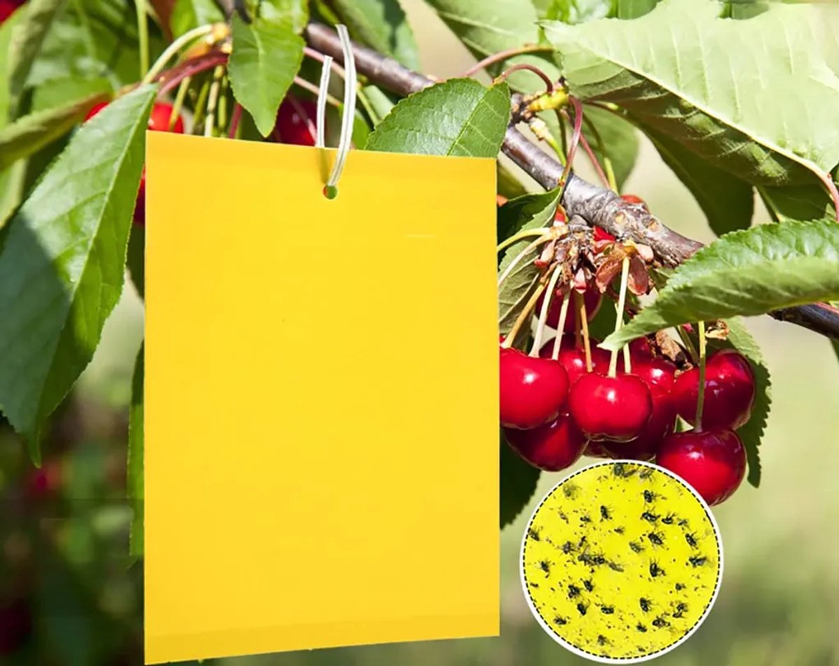 50 gele kleefvallen voor insecten, 20 x 10 cm, hoogwaardige gele kleefvallen voor vliegen, met geel kleefpapier, geschikt voor het doden van paddenstoelvliegjes, rupsen, mineervliegen en wittevliegen.