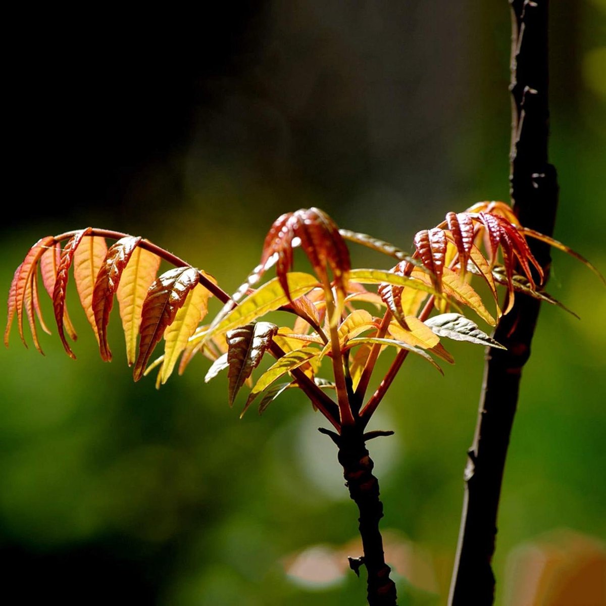 Toona Sinensis Zaden - Chinese Mahonie Zaden - Tuinieren Beginners - Makkelijk Te Kweken - 40 Zaden - Groen