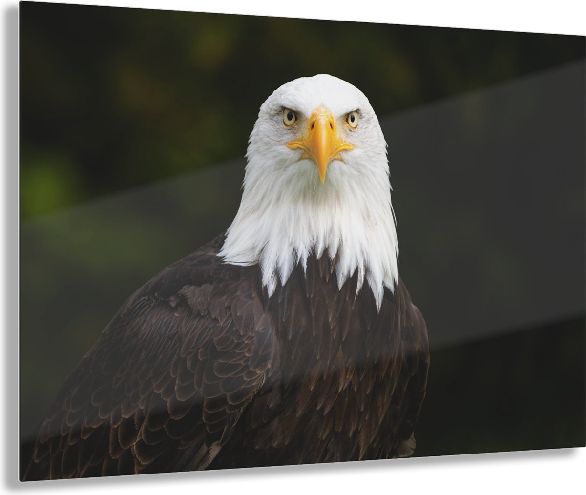 Myfinto Indoorart - Glasschilderij Amerikaanse zeearend120x80 CM - Afbeelding op plexiglas - Inclusief montagemateriaal groen