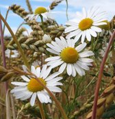 MRS Seeds & Mixtures Reukloze Kamille - Matricaria inodora – groeihoogte: 20 – 50 cm – inheemse bloemsoort – eenjarige bloemen – ideaal voor mediterrane tuinen, bermen en dijken