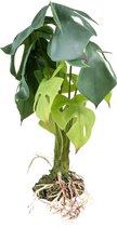 Terra Della - Terrariumplant - Reptielen - Monstera L - 20x20x45cm Groen - 1st