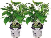 Plant in a Box - Hydrangea Strong Annabelle - Set van 2 - Hortensia - Sterke Winterharde Bladverliezende Heester - Pot 19cm - Hoogte 30-40cm