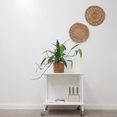 Epipremnum Amplissimum - 35cm