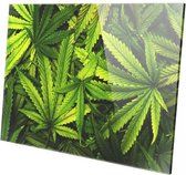 Wietplanten | 150 x 100 CM | Wanddecoratie | Natuur  | Plexiglas | Schilderij op plexiglas