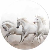 Witte paarden| 40 x 40 CM | Dieren op plexiglas | Wanddecoratie | Dieren Schilderij | 5 mm dik Plexiglas muurcirckel