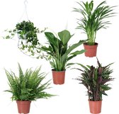 Mix van 5 kamerplanten luchtzuiverend | Hedera + Spathiphyllum + Areca + Calathea + Blechnum| ↑ 40-80cm - Ø 17cm