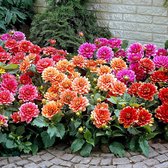 5x Grootbloemige perkdahlia - Prachtige bloemen - Gemengde kleuren - Zomerbloeiers - 5 bloembollen