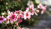 A&M Manuka 100% pure Etherische olie, aromatische olie, essentiële olie