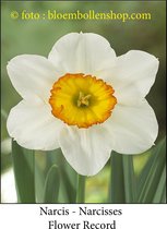 narcis Flower Record 25 bollen maat 15/17 trompetnarcis