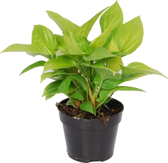 Homalomena – Lemon Lime – Hoogte 40cm