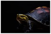 Schildpad op zwarte achtergrond - Foto op Akoestisch paneel - 90 x 60 cm