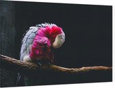 Roze kaketoe op zwarte achtergrond - Foto op Canvas - 90 x 60 cm