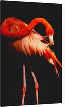 Flamingo op zwarte achtergrond - Foto op Canvas - 60 x 90 cm