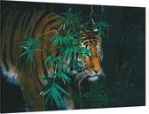 Bengaalse tijger in oerwoud - Foto op Canvas - 150 x 100 cm
