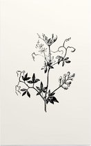 Rankende Helmbloem zwart-wit (Climbing Corydalis) - Foto op Forex - 40 x 60 cm