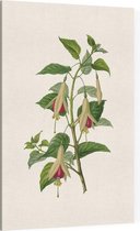 Bellenplant Aquarel (Fuchsia) - Foto op Canvas - 100 x 150 cm