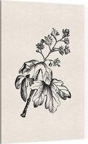 Esdoorn zwart-wit (Maple) - Foto op Canvas - 30 x 45 cm